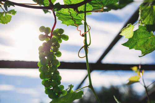 Green grapes 4