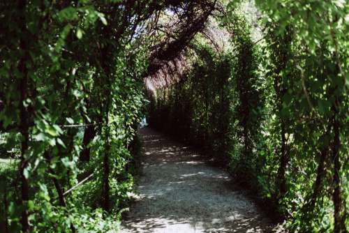 Green ivy alley