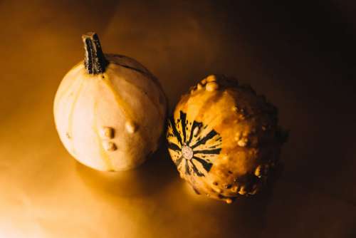 Halloween mini pumpkins 2