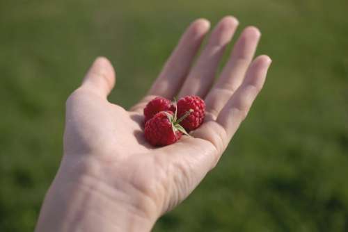 Hand with raspberries