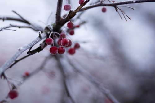 Holly berries 3