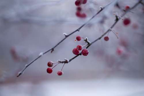 Holly berries 4