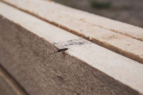 Insect on wooden board