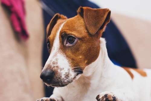 Jack Russell Terrier closeup