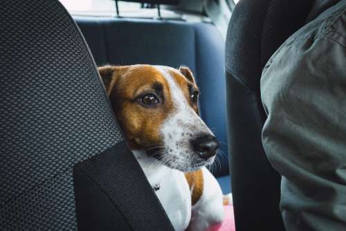 Jack Russell Terrier in the car closeup 2