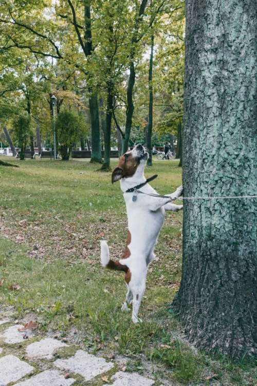Jack Russell Terrier in the park 2