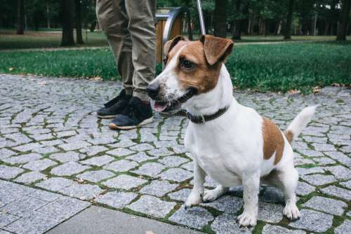 Jack Russell Terrier in the park 3
