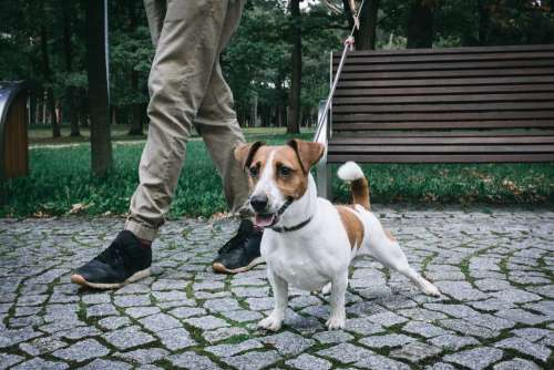 Jack Russell Terrier in the park 4