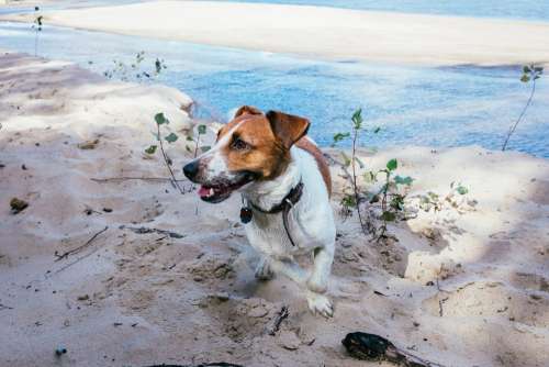 Jack Russell Terrier on a beach