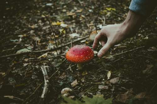 Man about to pick a fly agaric mushroom