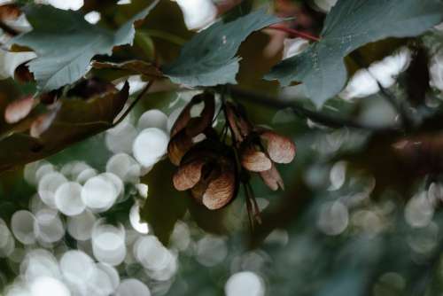 Maple tree bokeh