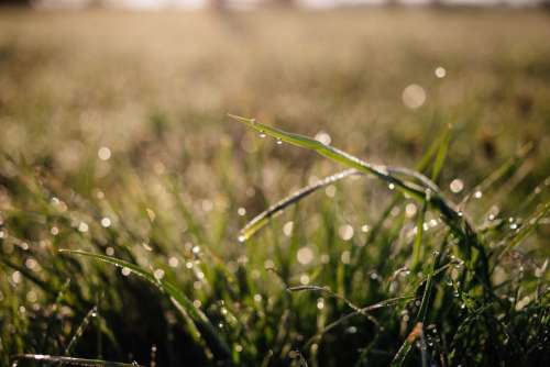 Morning dew on the grass 2