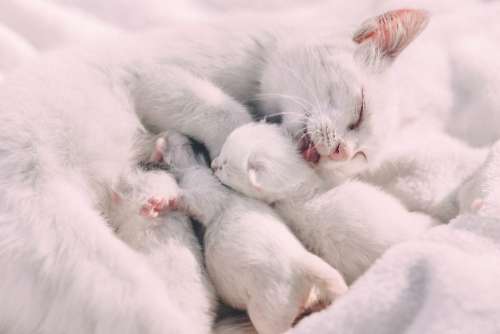 Mother cat caressing kittens