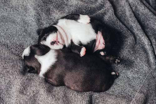 Newborn puppies sleeping