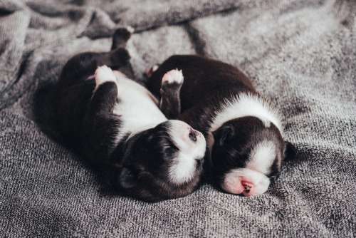 Newborn puppies sleeping 2