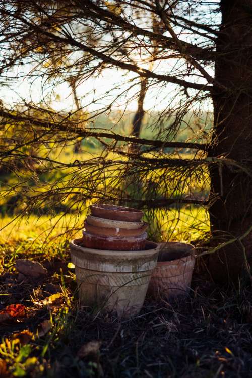Old clay flower pots under a spruce