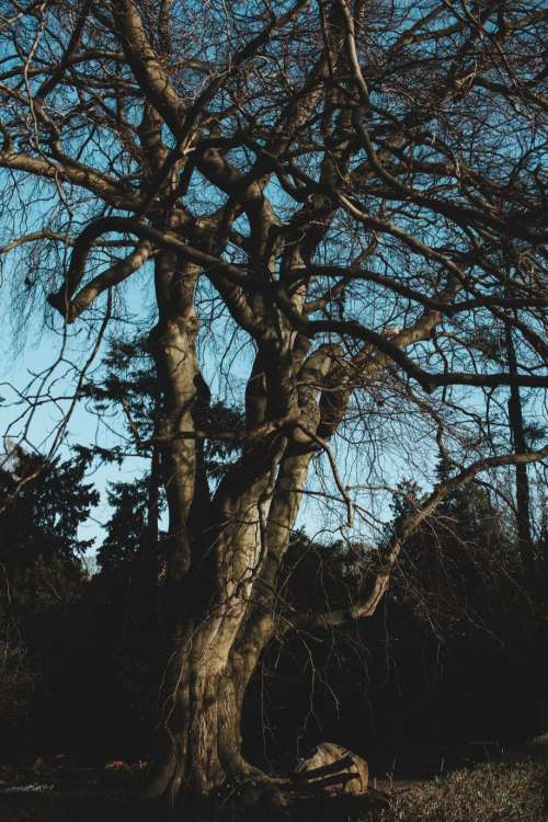 Old leafless tree