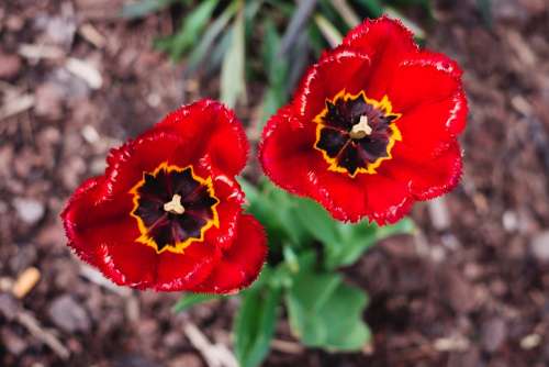 Open red tulips