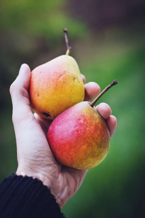 Hand holding pears