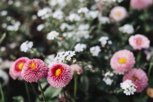 Pink daisies