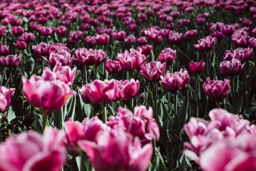 Pink tulips