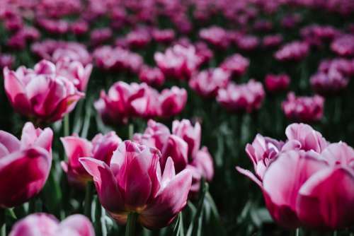 Pink tulips 2