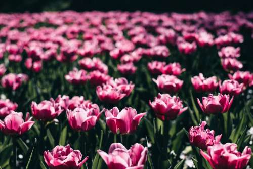 Pink tulips 3