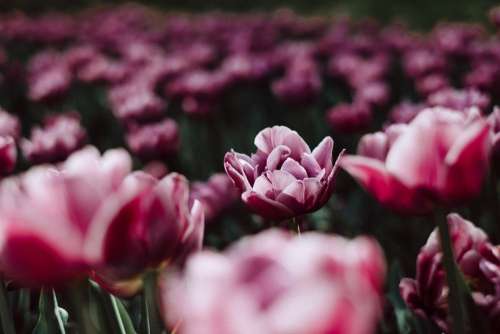 Pink tulips 4