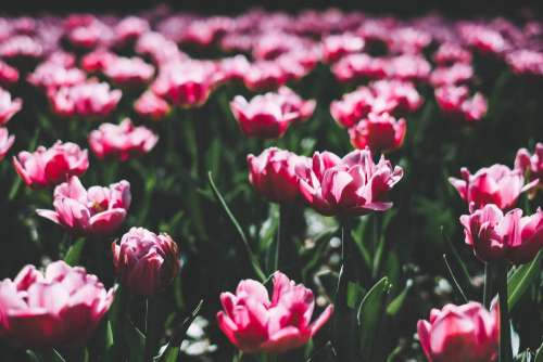 Pink tulips 5