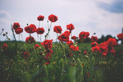 Poppies 3