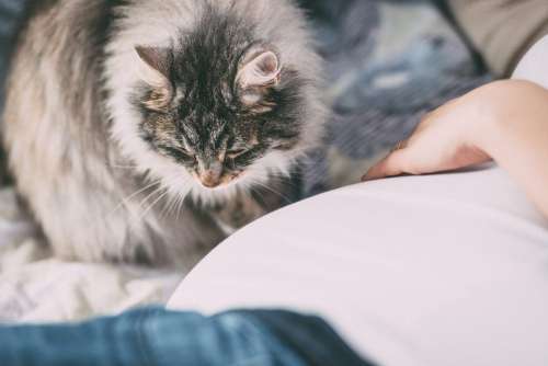 Pregnant woman’s belly and a cat