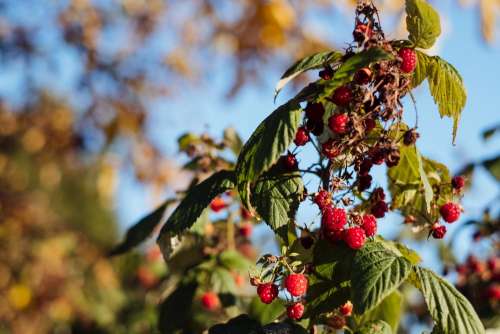 Raspberry bush 2