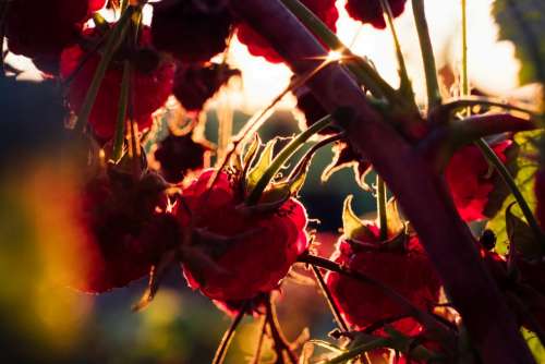 Raspberry bush closeup 2
