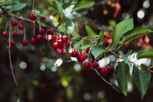 Red cherries on the tree 2