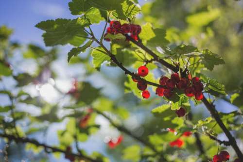 Red currant 2