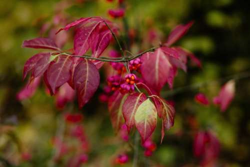Red spindle tree