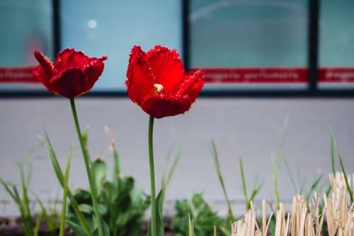 Red tulips 2