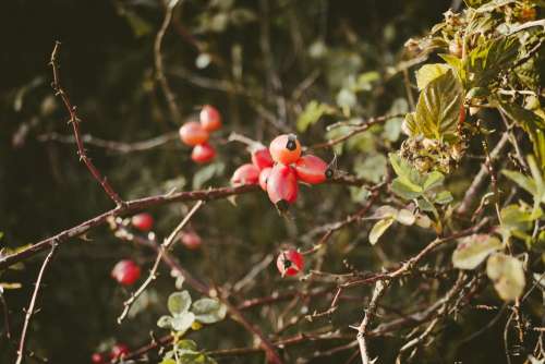 Rosehips on a dog rose bush
