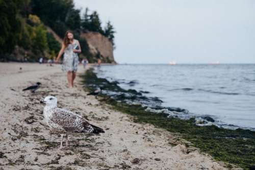 Seagull standing on the beach 2