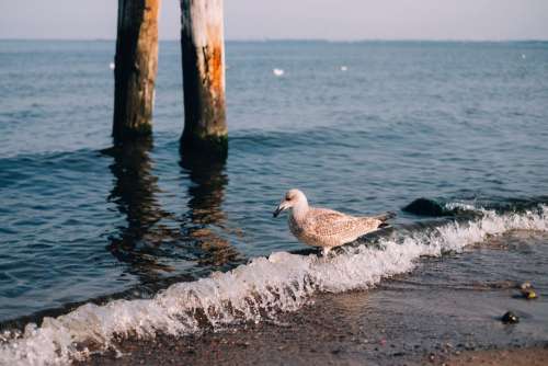 Seagull standing on the seashore