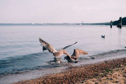 Seagulls at the seashore