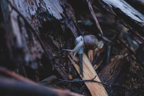 Snail on wood