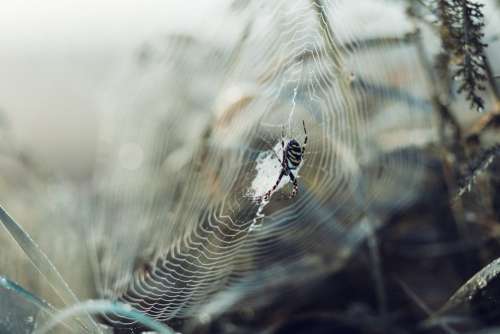 Spider on its web 3