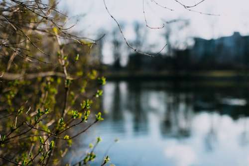 Spring bush at the lake