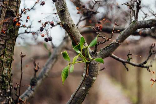 Spring mistletoe