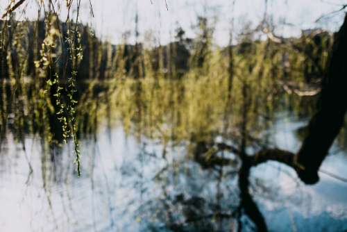 Spring willow at the lake