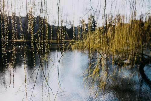 Spring willow by the lake