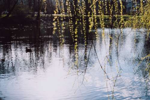 Spring willow twigs by the lake