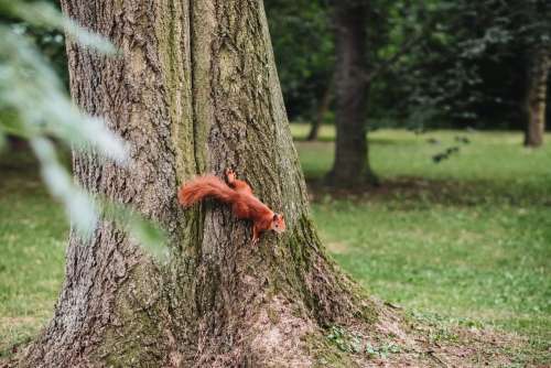 Squirrel on a tree 2