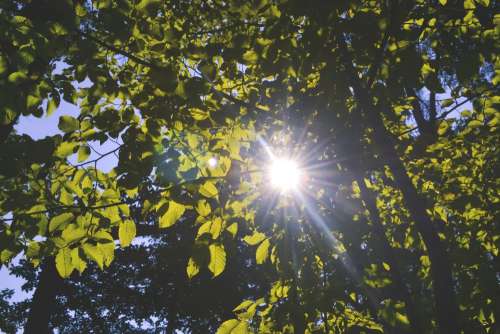 Sun shining through the leaves